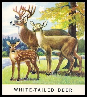 37 White-Tailed Deer
